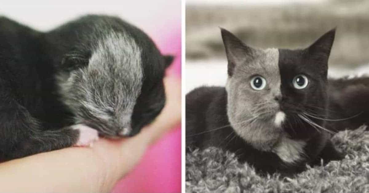 16 gattini che si sono trasformati in vere bellezze