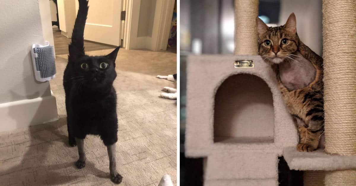 20 foto di gatti con tagli stravaganti dopo essere stati operati