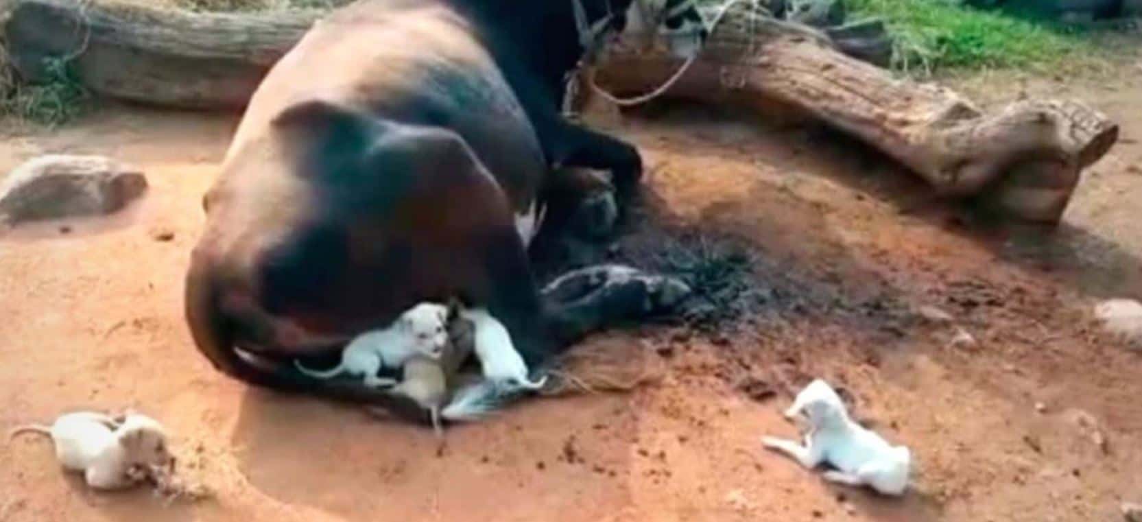 Mucca alimenta i cuccioli di cane che hanno perso la mamma e si prende cura di loro come fossero suoi