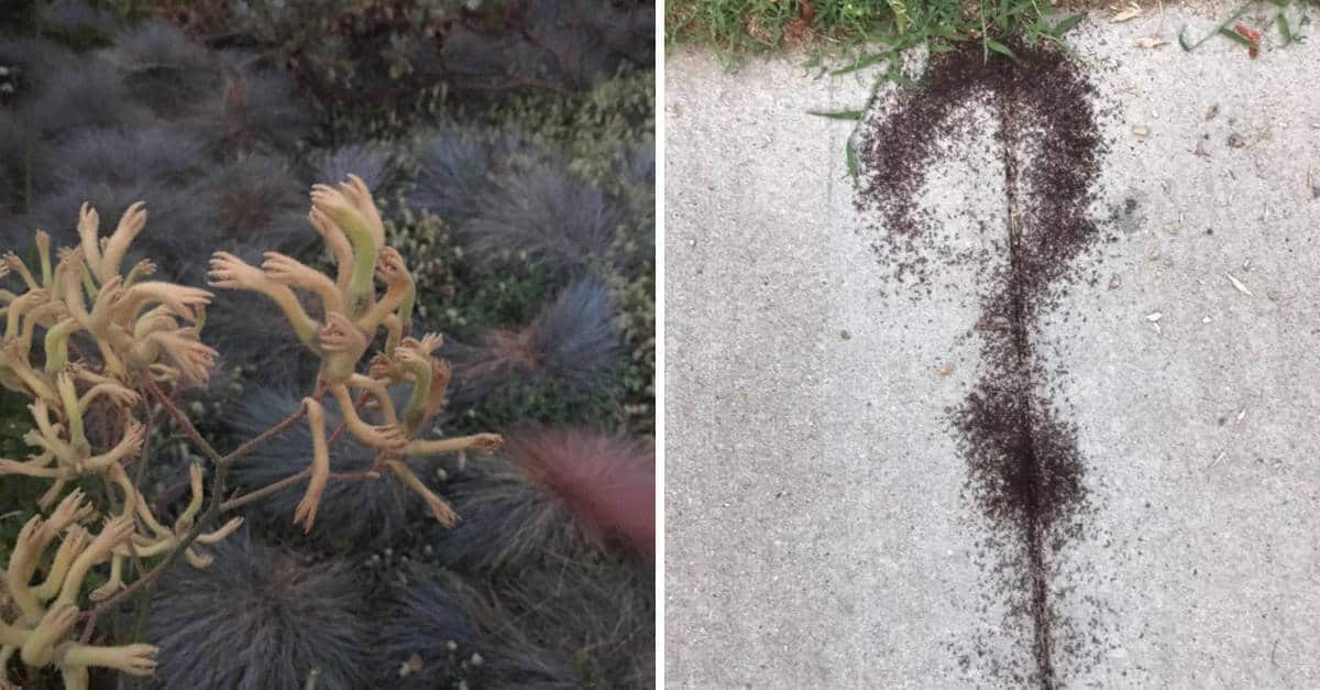 20 foto che illustrano fantastiche particolarità della natura