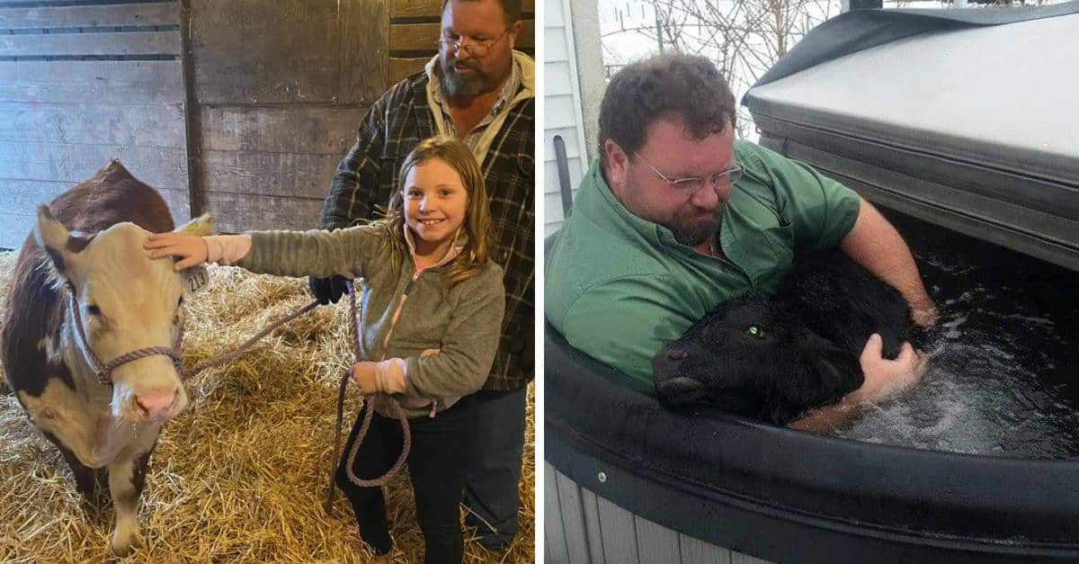 Allevatore salva il vitello che stava congelando