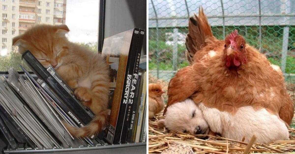 15 simpatiche foto di animali che dormono