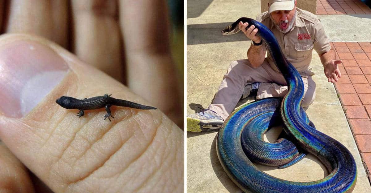 17 foto di oggetti e animali le cui dimensioni ti sorprenderanno