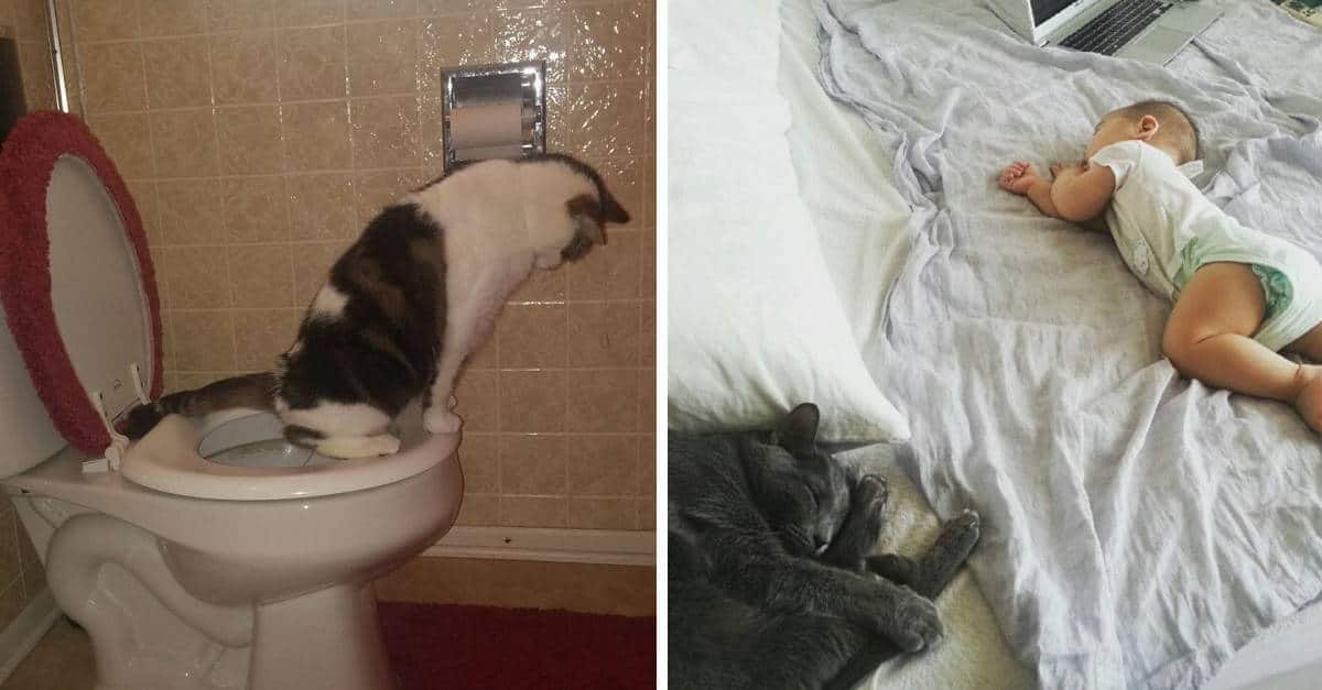 9 Animali che hanno sorpreso i proprietari con la loro intelligenza