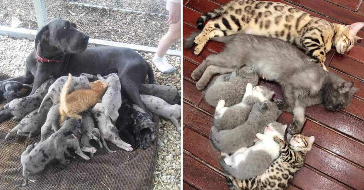 20 Foto di momenti adorabili di animali che sono genitori