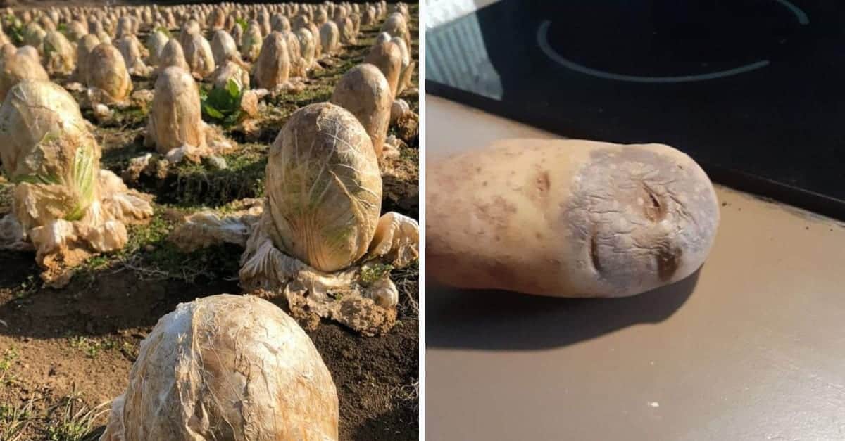 18 immagini stranamente terrificanti che ti daranno i brividi