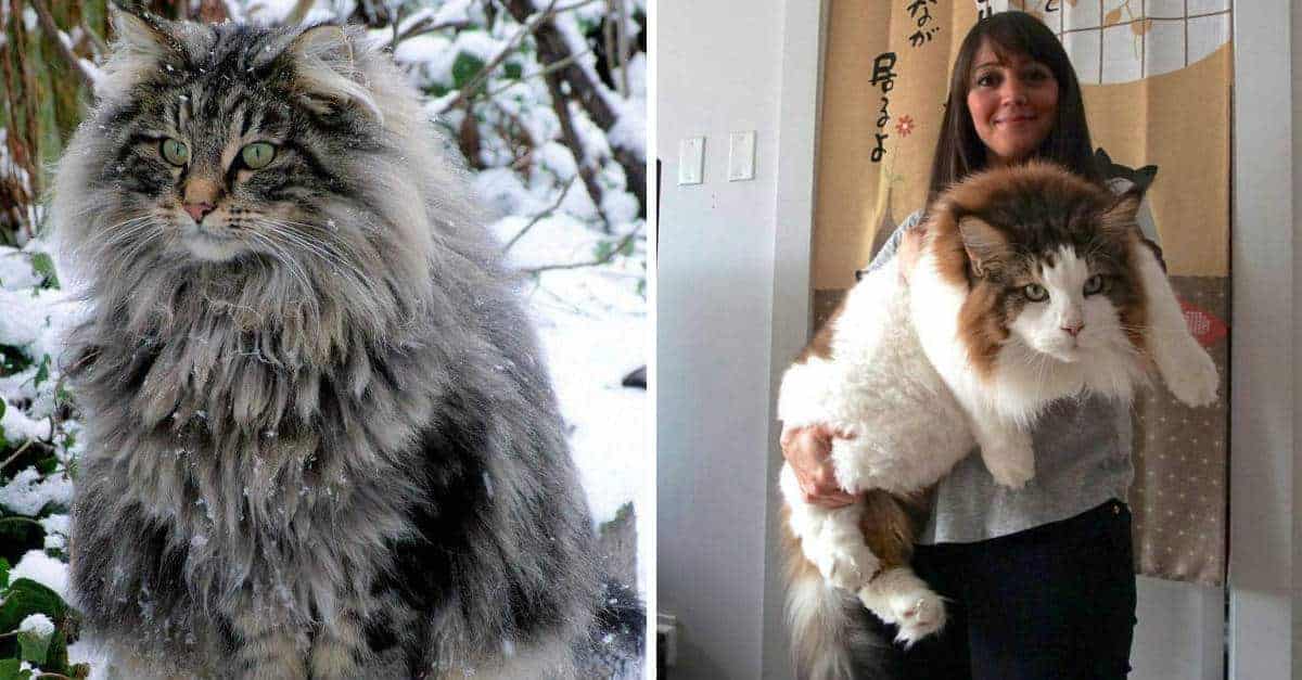 16 gatti che non sanno quanto sono grandi