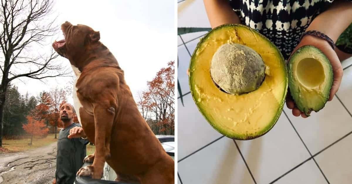 20 immagini di giganti tra piante, animali e persone