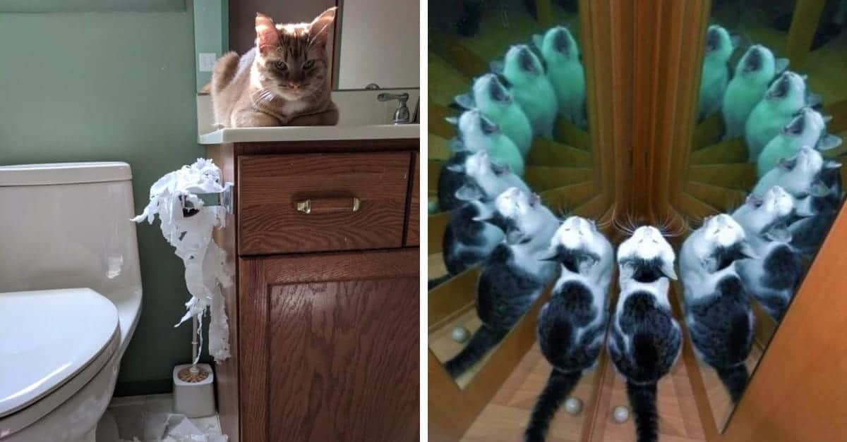 16 divertenti immagini di gatti che mettono di buon umore