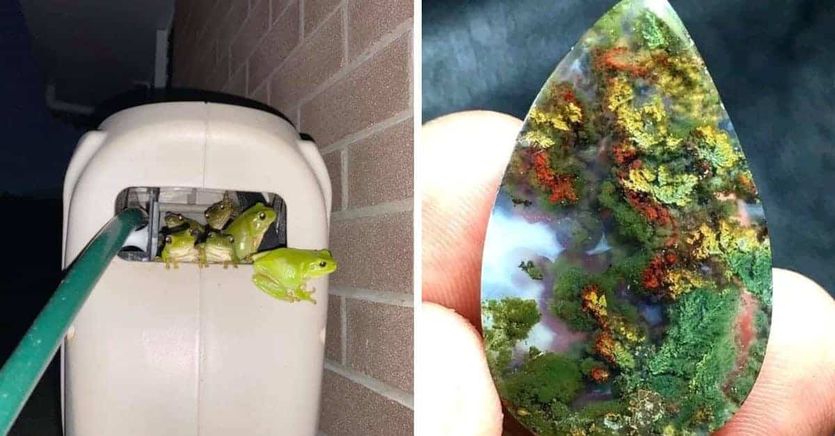 14 Foto di momenti in cui la natura è riuscita a sorprendere tutti
