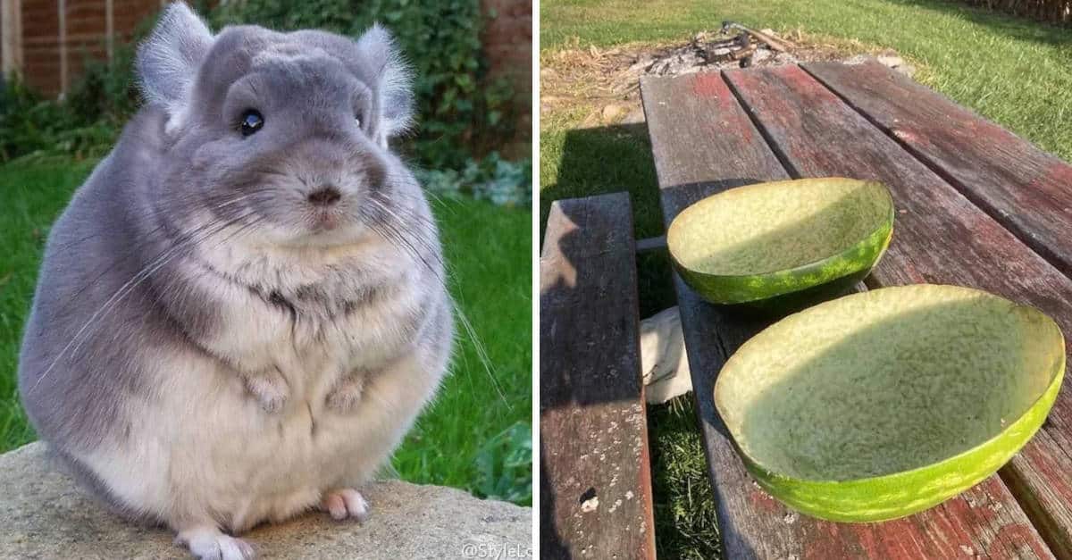 19 foto di situazioni in cui le cose sono ordinate perfettamente