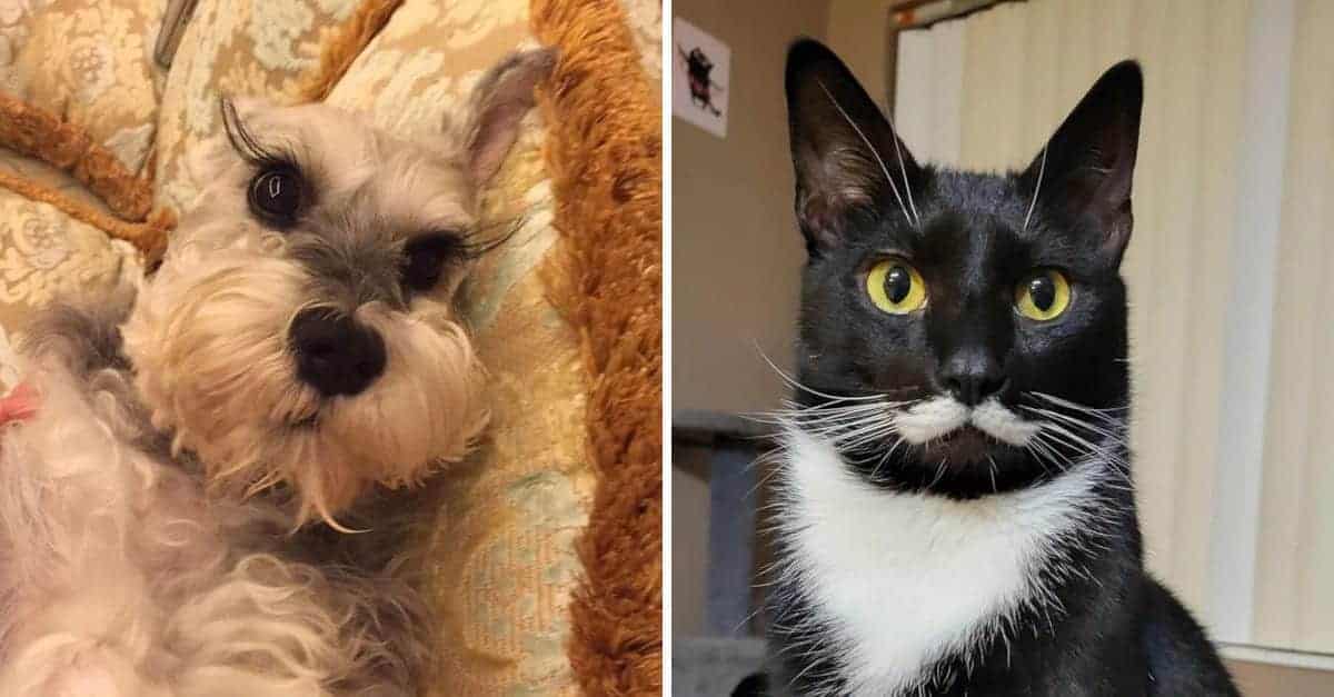 16 animali dai tratti insoliti che non passano inosservati