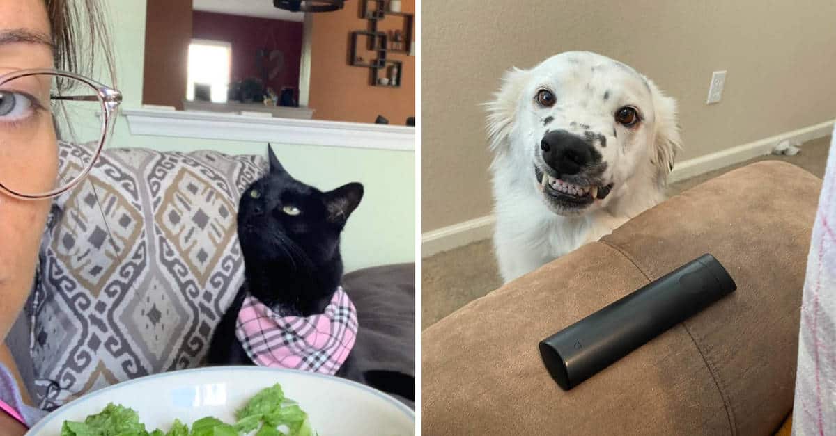 16 Simpatiche foto di animali che mostrano le loro abilità recitative