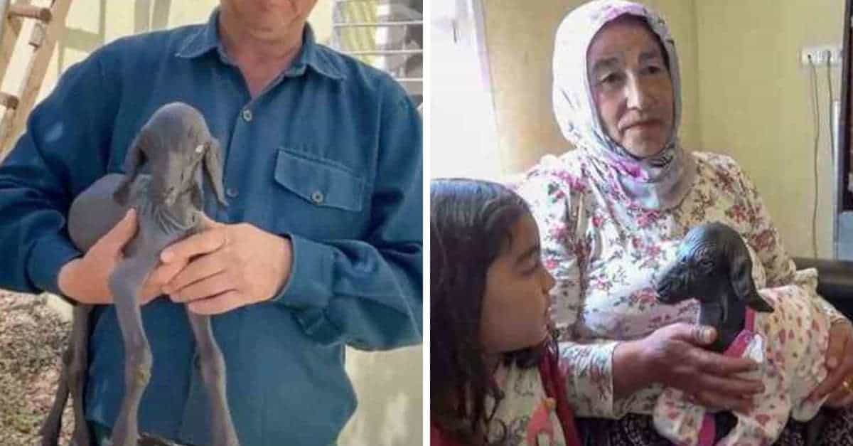 La capra nata senza pelo e con la pelle rugosa diventa popolare tra i turchi. Pensano che sia un miracolo