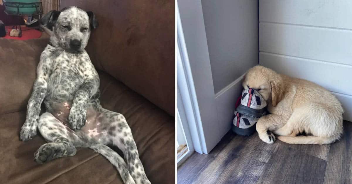 19 Cani che hanno una tecnica incredibile nel dormire