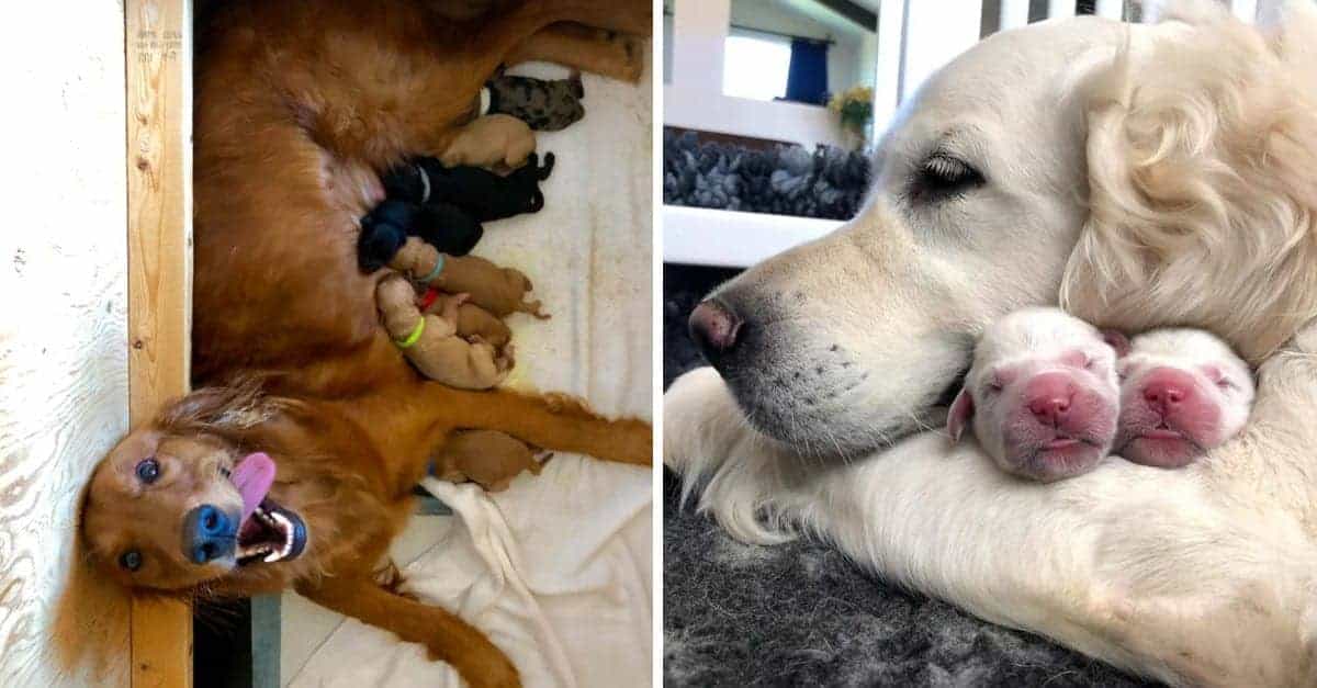 20 Fantastiche foto di mamme cani con i loro dolci cuccioli