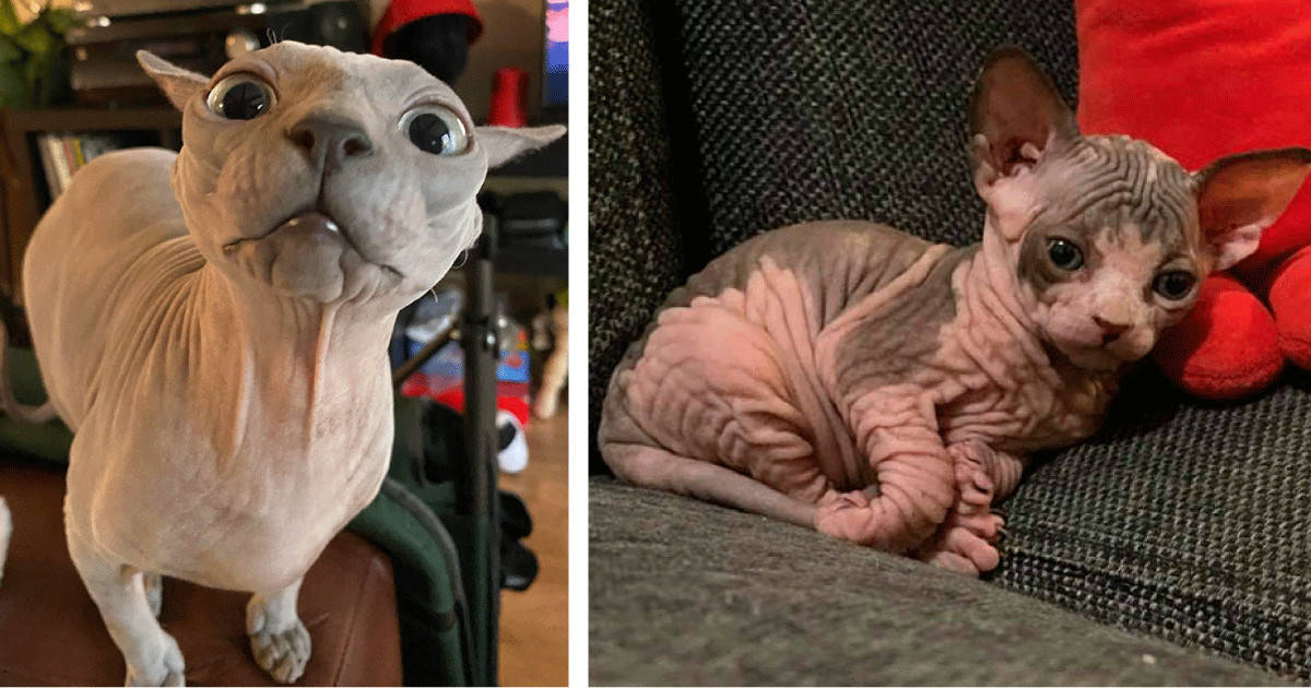 14 gatti sphynx che ti mostreranno la particolarità della razza