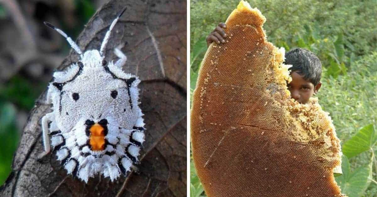 22 foto che mostrano le meraviglie e le coincidenze del mondo