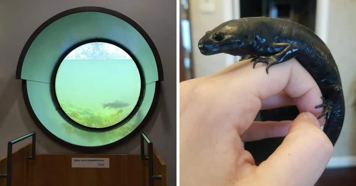 15 cose così rare e insolite che sono difficili da immaginare