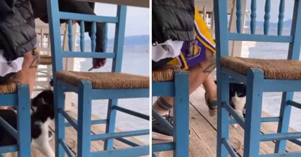 Un uomo che ha preso a calci un gatto in mare in Grecia è stato arrestato e rischia 10 anni di carcere