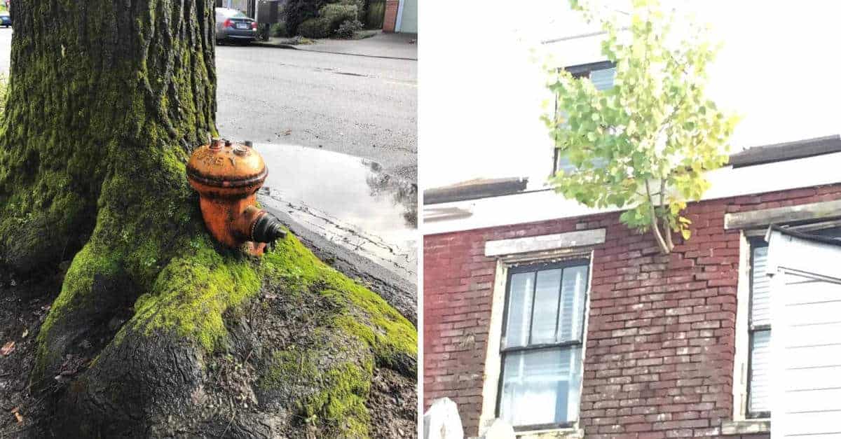 20 alberi che si sono rifiutati di arrendersi, dimostrando che la vita trova sempre una strada