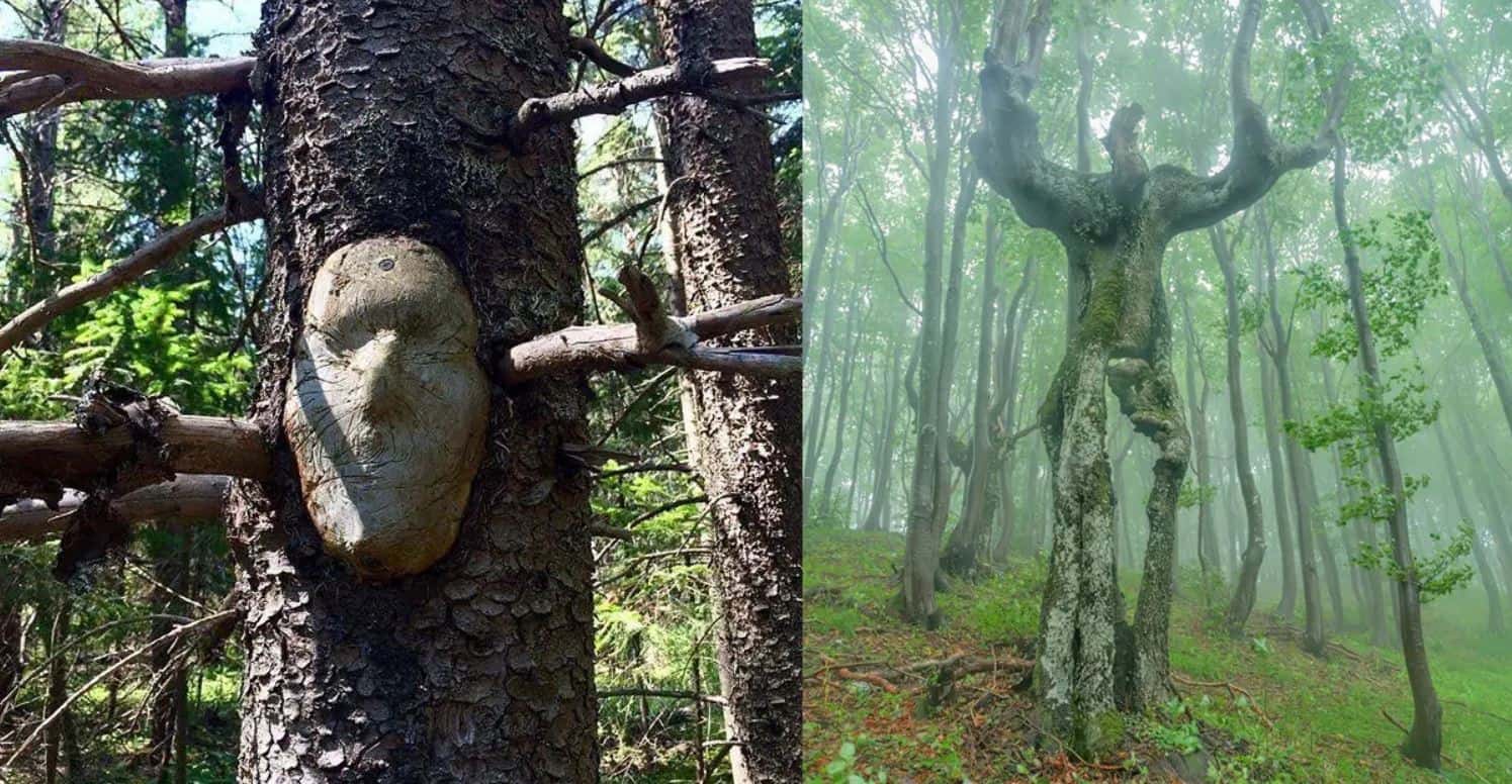 20 alberi strani che sembrano avere un’anima