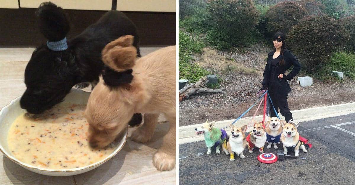 21 persone che amano troppo i loro animali domestici