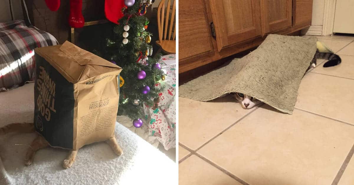 Cattivo mimetismo: 14 gatti che devono ancora imparare a mimetizzarsi