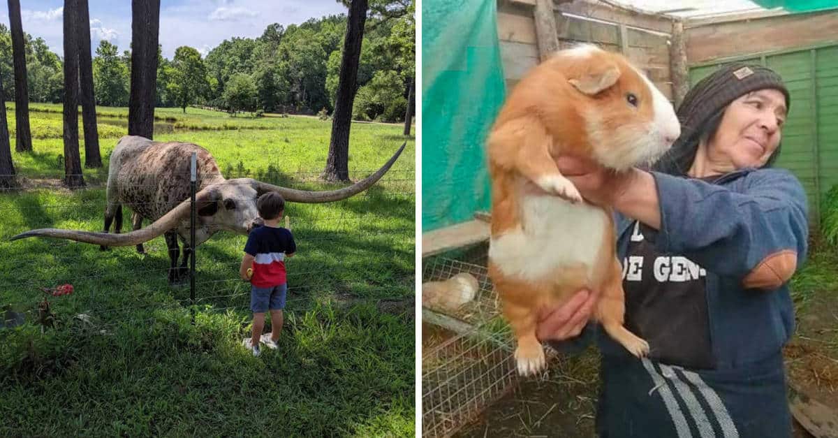 20 Foto di persone, animali e cose estremamente grandi