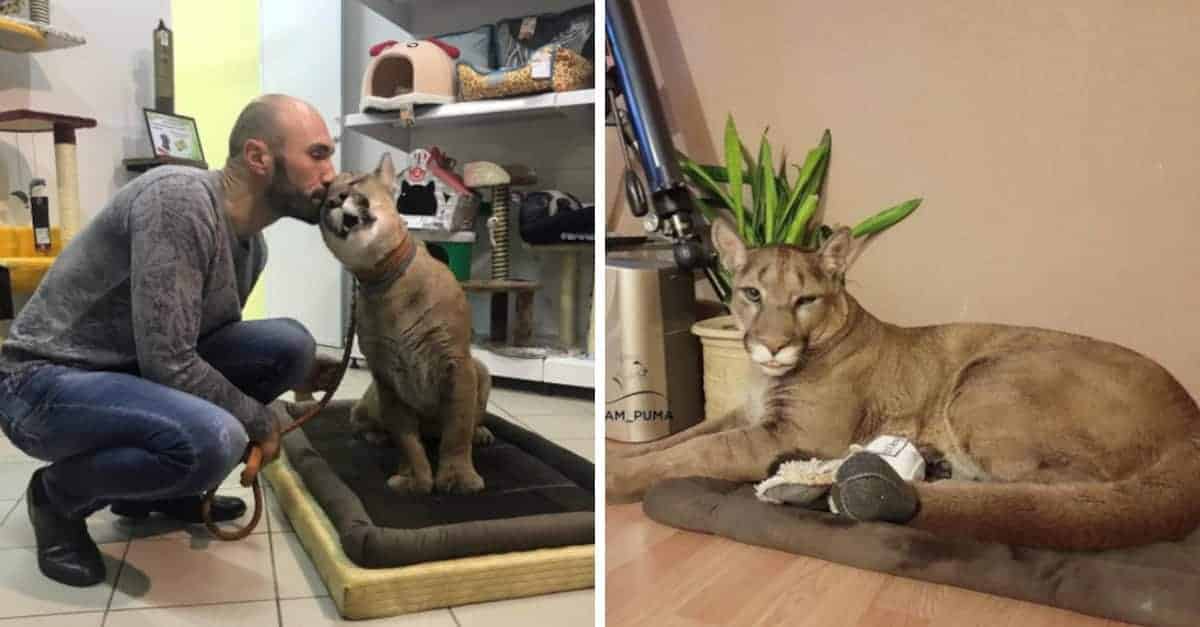 Un puma viene salvato da uno zoo e ora vive come un gatto domestico
