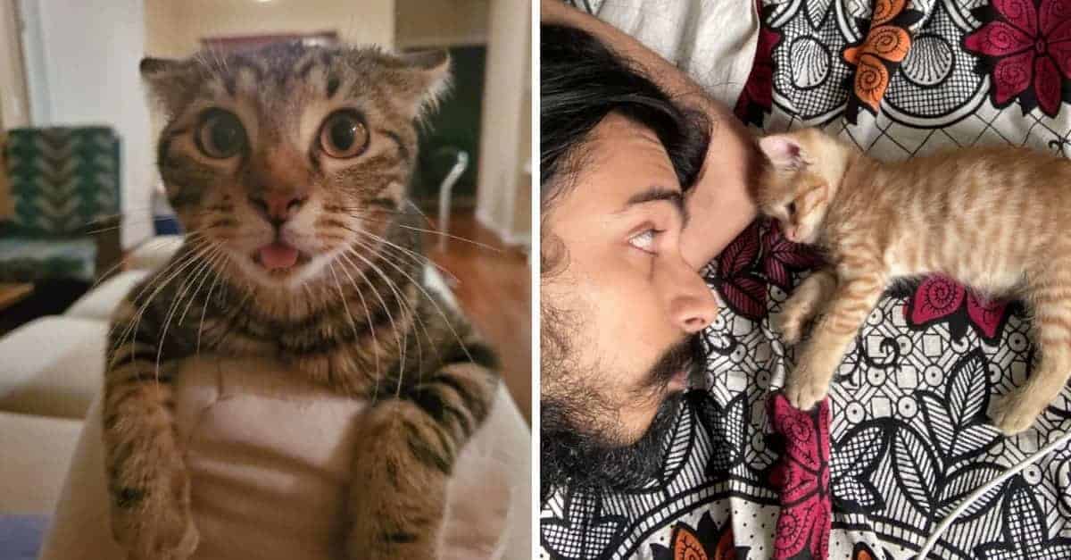 16 immagini di animali adottati e felici