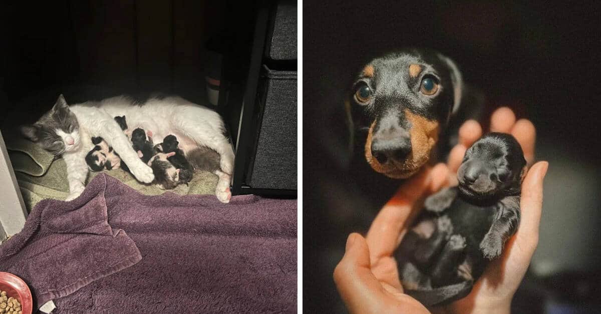 14 simpatiche foto di animali che mostrano i loro cuccioli