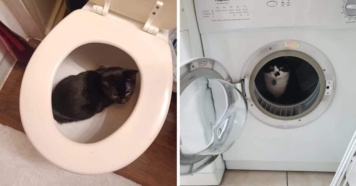 15 foto di cani e gatti che ne combinano delle belle