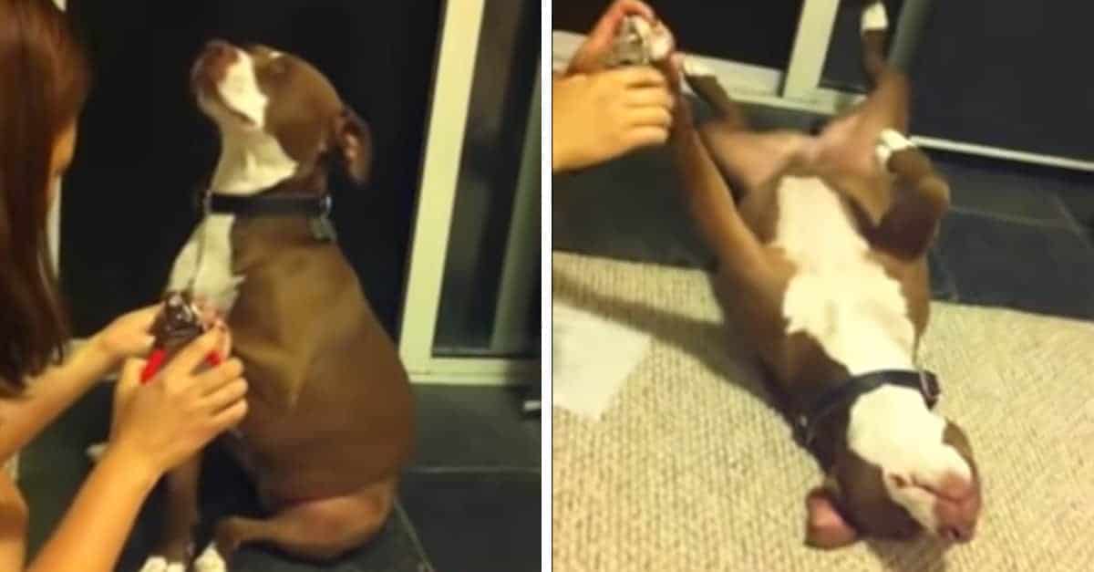 Il pitbull finge di svenire quando l’uomo si avvicina per tagliagli le unghia