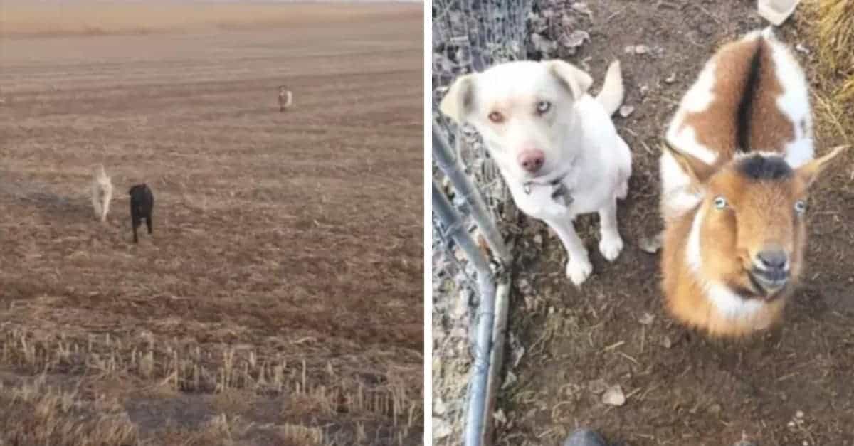 Il cucciolo va a fare una passeggiata, si perde e torna a casa con due amici che ha conosciuto lungo la strada