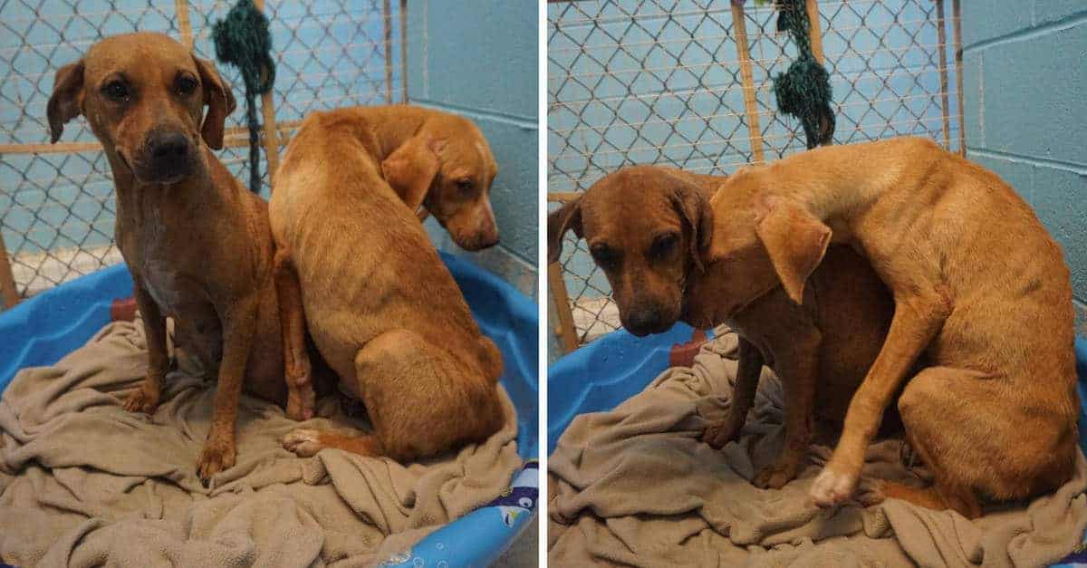 Il cane fa del suo meglio per confortare il suo cucciolo spaventato dalle condizioni di vita nel canile