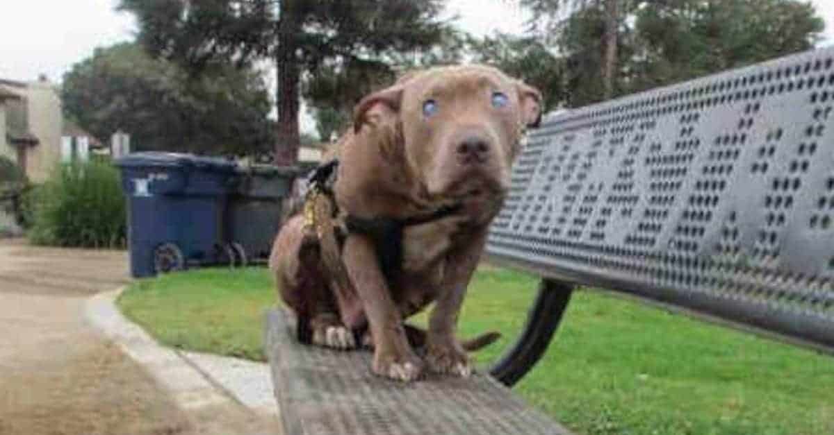 Cane terrorizzato e cieco viene trovato abbandonato e legato ad una panchina pubblica