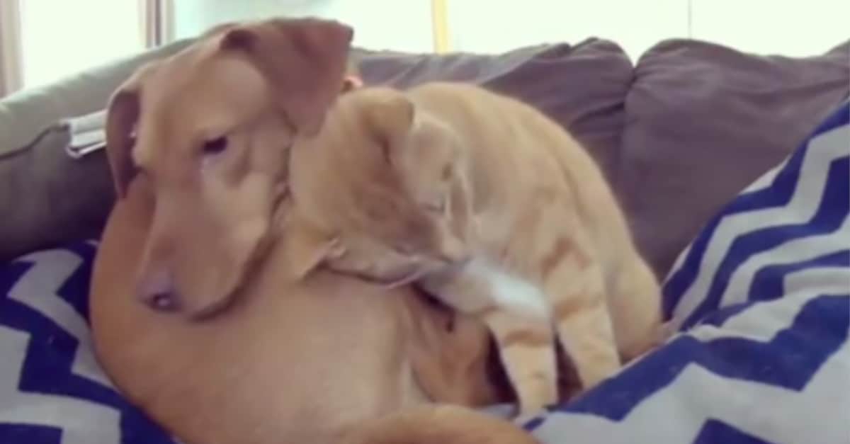 Il cane è molto angosciato per l’assenza dei proprietari, la telecamera riprende come viene confortato