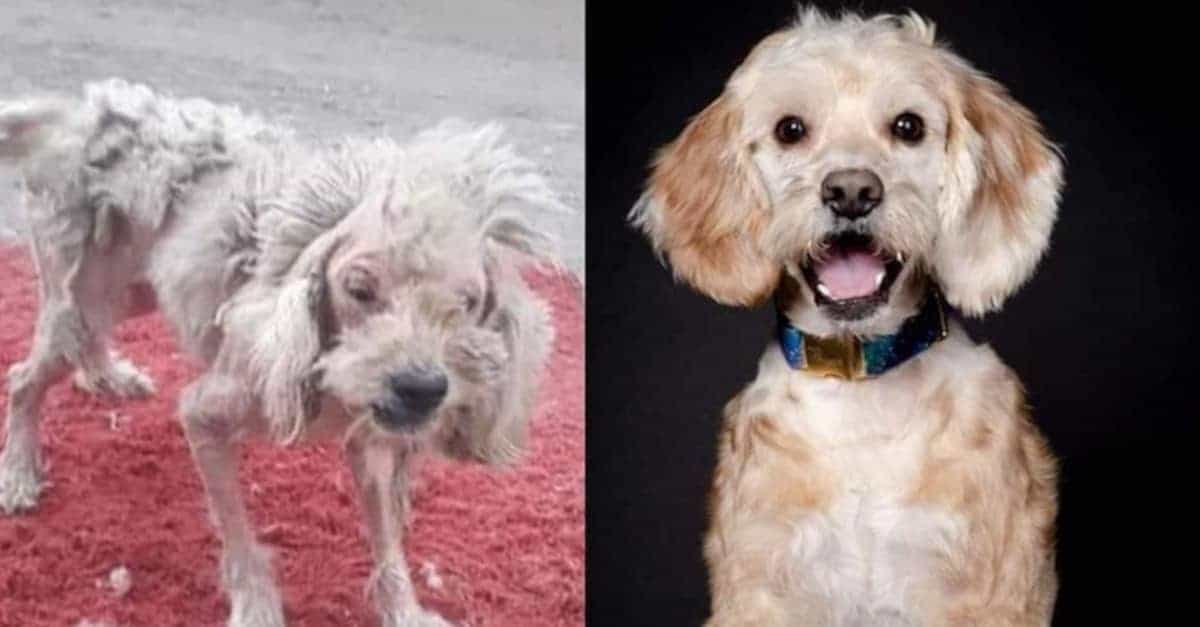 13 cani che sono quasi irriconoscibili dopo il salvataggio