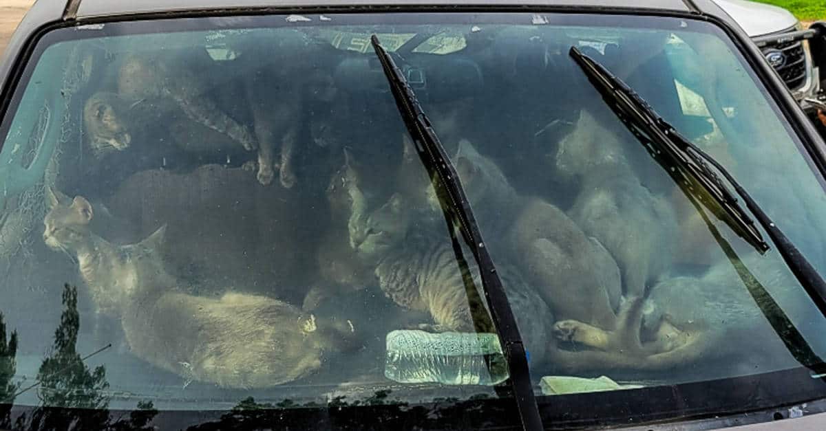 Le autorità trovano 47 gatti in un’auto in sosta durante una giornata di caldo “afoso”.