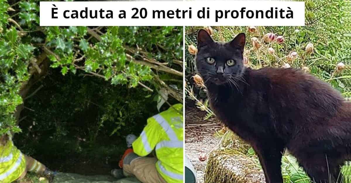 Il gatto salva la sua padrona dopo una caduta di 20 metri