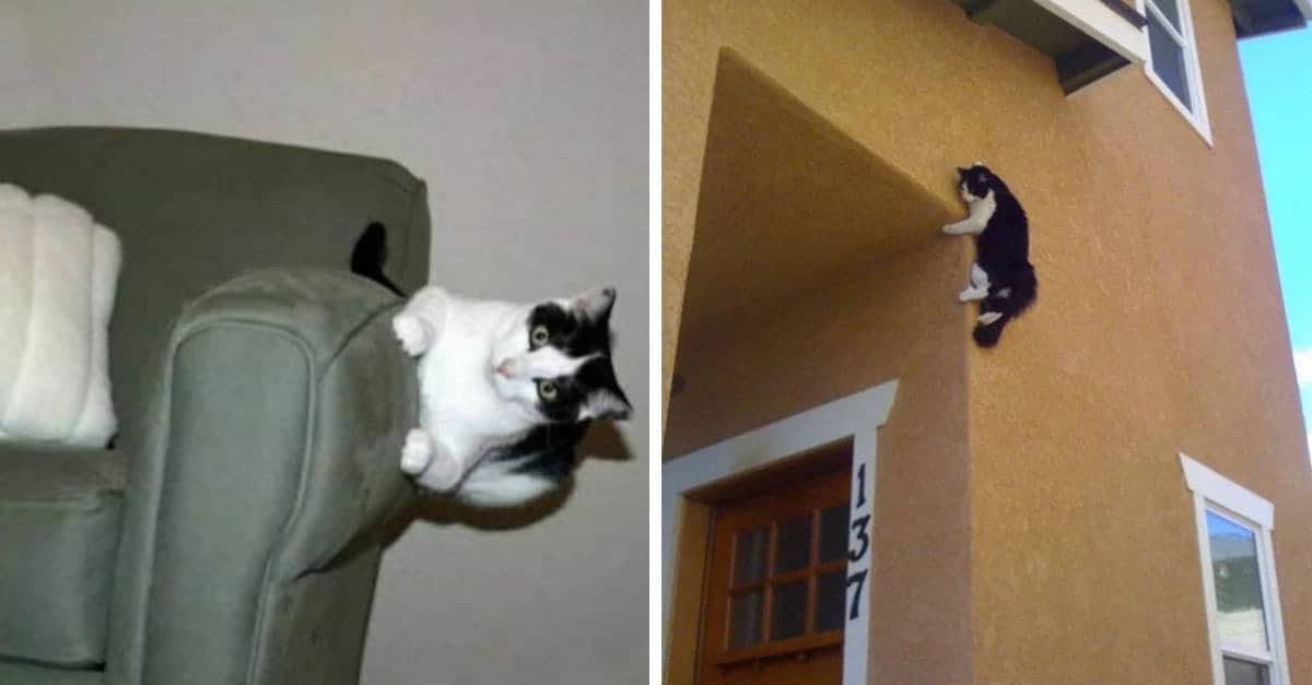 19 Foto di gatti che sfidano la gravità