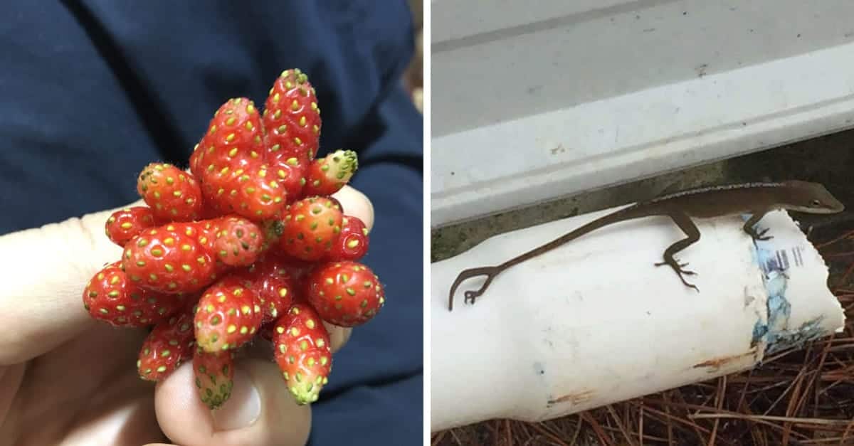 18 foto di particolarità riscontrabili nell’uomo e in natura
