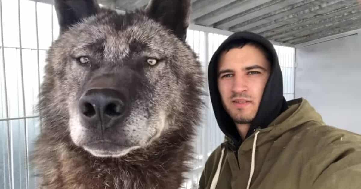 L’uomo vive con il lupo più grande del pianeta e gioca con lui come fosse un cucciolo