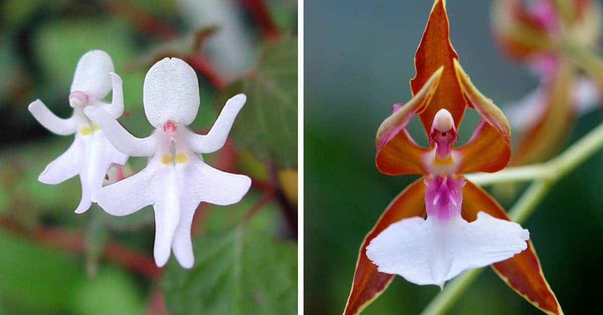 15 cose insolite create dalla natura