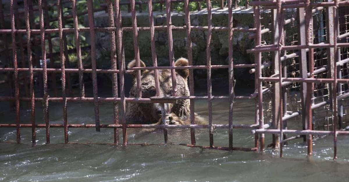 L’orso che ha trascorso 10 anni in una minuscola gabbia allagata muove i suoi primi passi verso la libertà