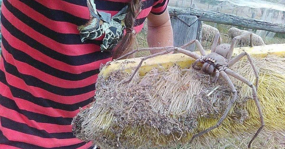 Una donna australiana salva e mantiene uno strano animale delle dimensioni particolari