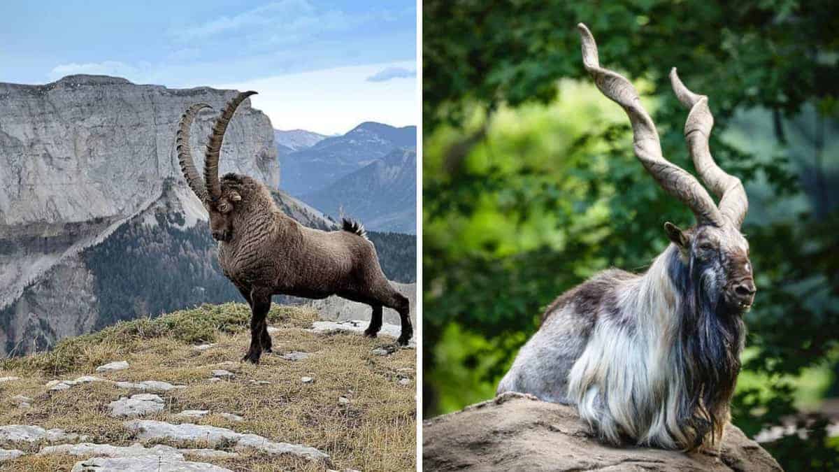 I 12 animali con le corna più rare al mondo