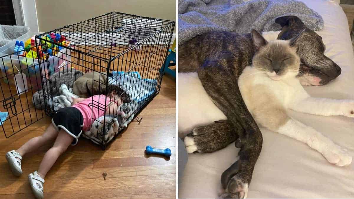 12 Foto di animali adottati che riempiono il cuore di gioia