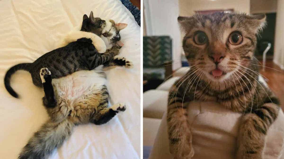 16 immagini di animali adottati e felici